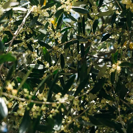 Domaine Acciola 3* Feliceto