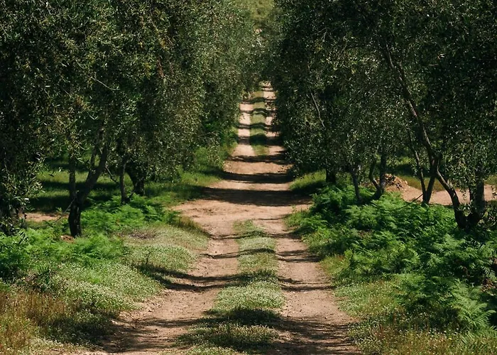 Domaine Acciola Feliceto