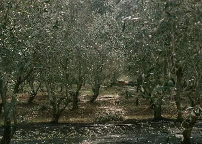 Domaine Acciola Feliceto