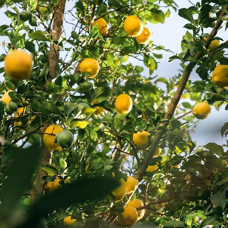 Domaine Acciola פליקטו