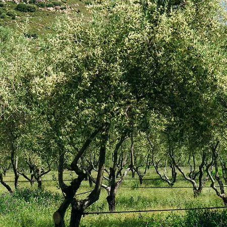 Domaine Acciola
