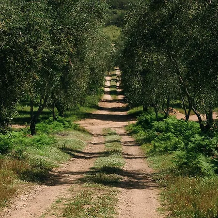 Domaine Acciola פליקטו