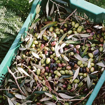 Domaine Acciola מלון פליקטו