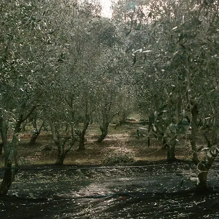 Domaine Acciola פליקטו