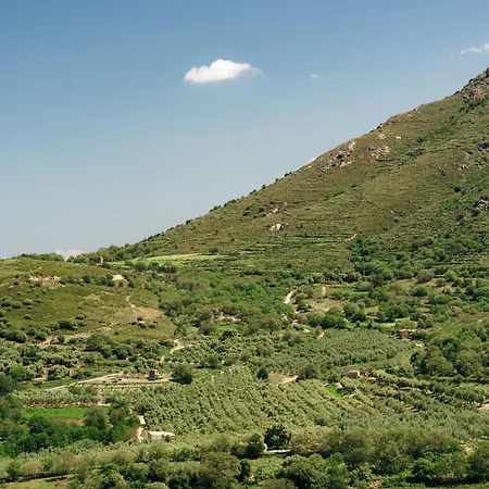 Domaine Acciola פליקטו