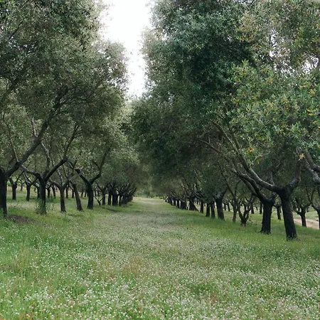 Domaine Acciola