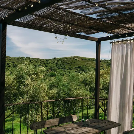 Domaine Acciola פליקטו