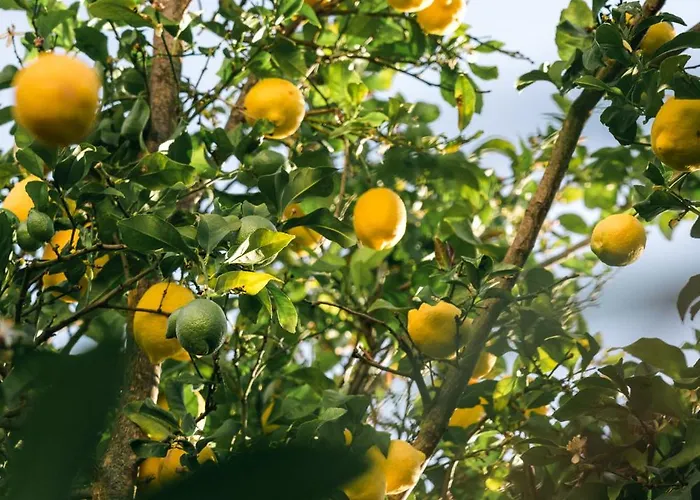 Domaine Acciola Feliceto