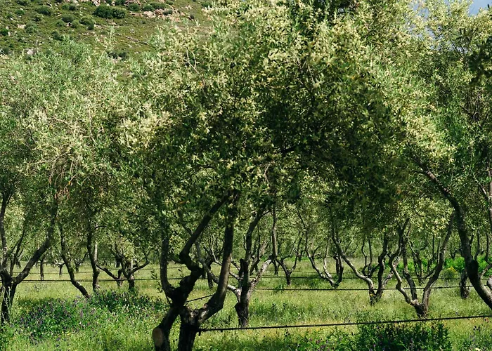 Domaine Acciola