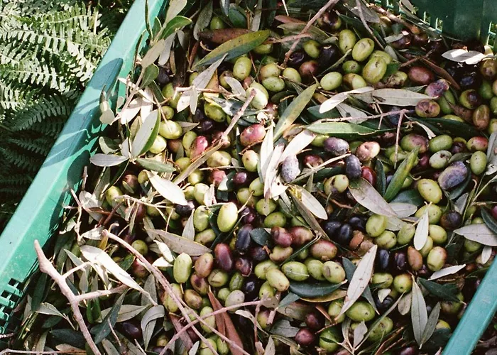 Domaine Acciola Hotel Feliceto