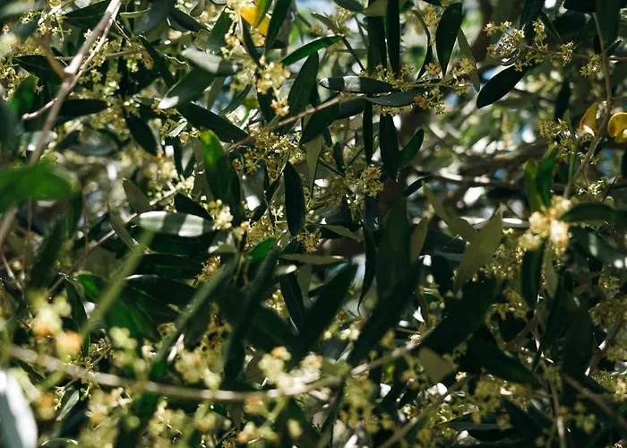 Domaine Acciola 3* Feliceto