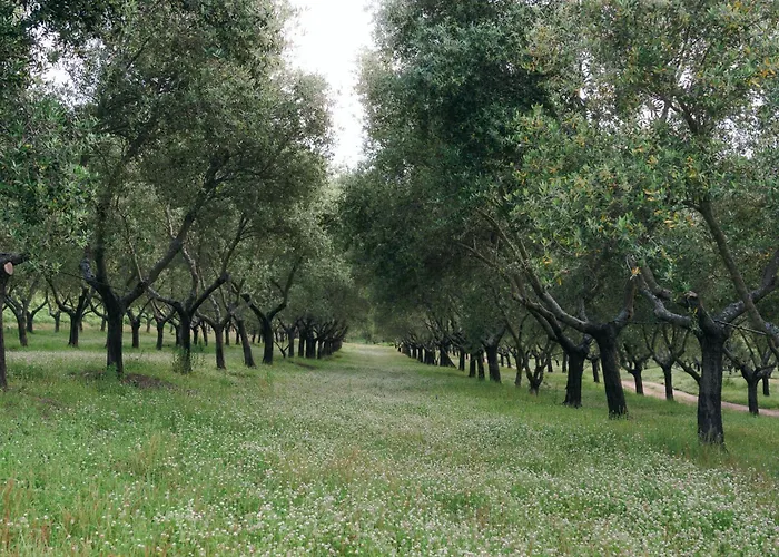 Domaine Acciola